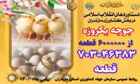 روایت دستاوردهای انقلاب اسلامی در کشاورزی استان مازندران/ جوجه یکروزه